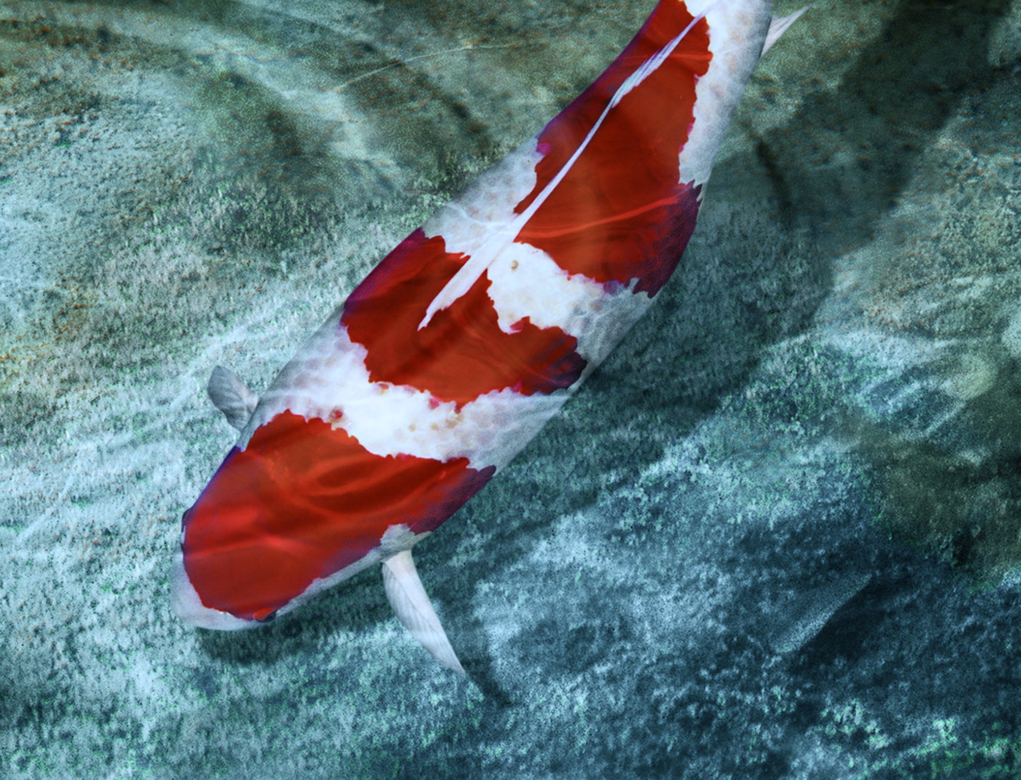 Oczka Wodne i Stawy Kąpielowe  - oczka_wodne_i_stawy_kapielowe_.jpg